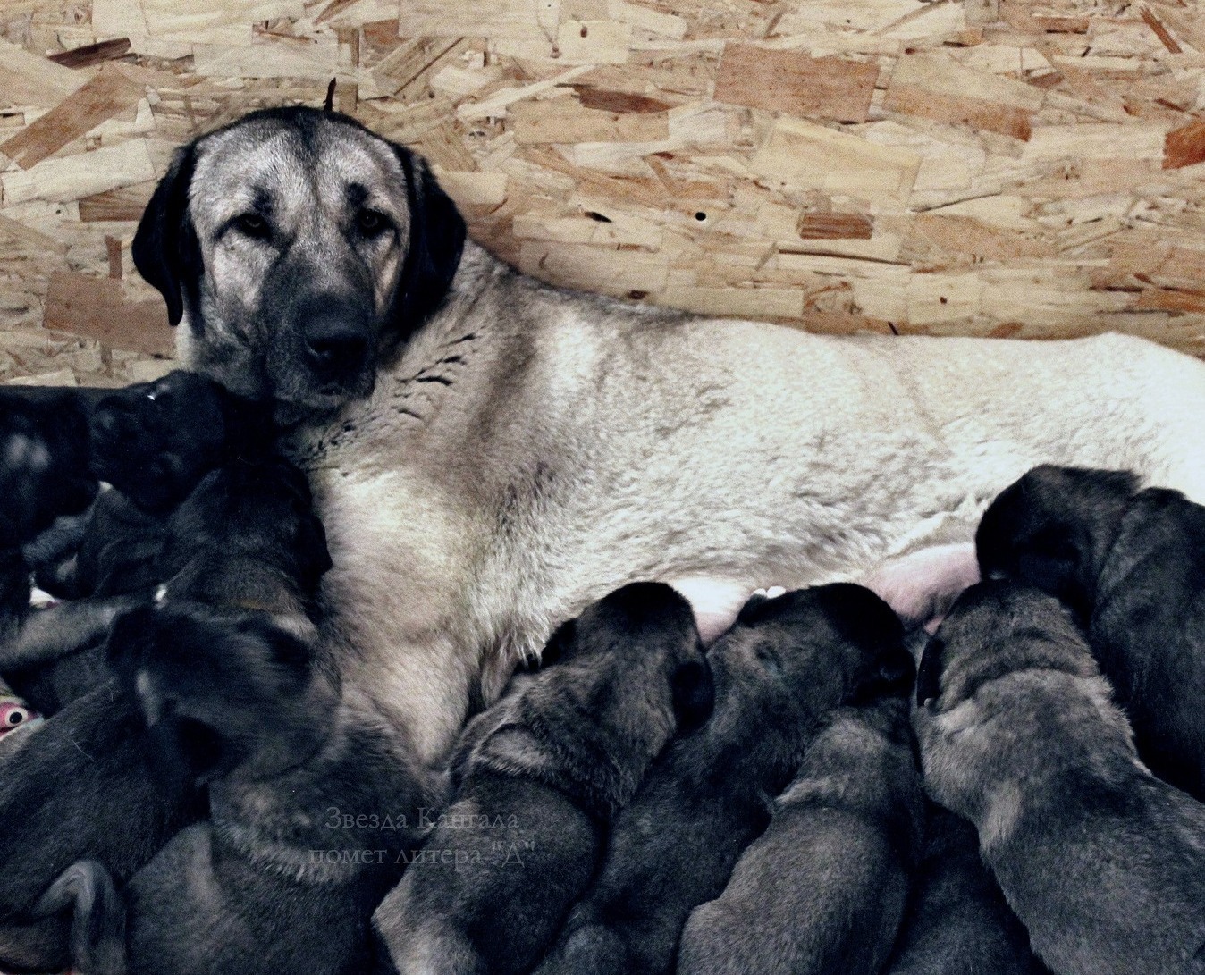 щенки кангала, турецкий кангал, купить кангала